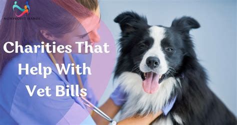 charities that help with vet bills|15 amazing organizations that help with vet bills .